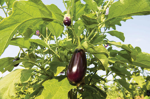 Busting Brinjal Diseases with Botanical Bravery!