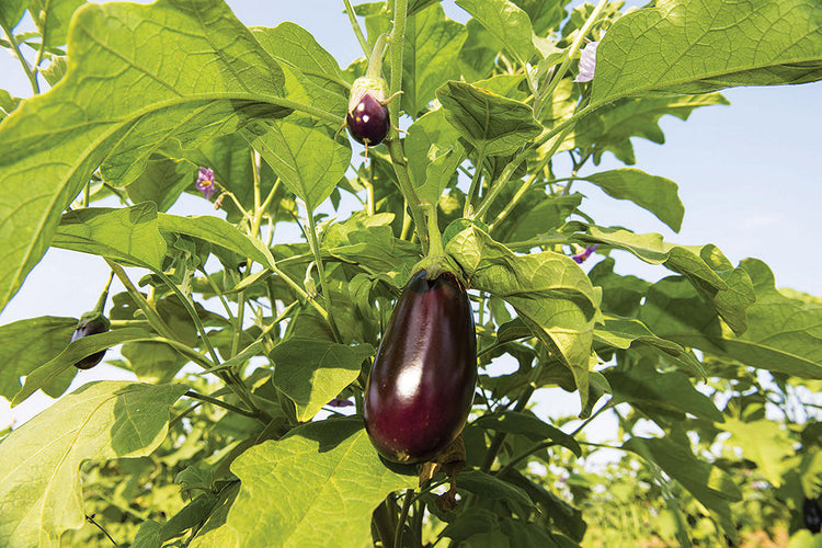Brinjal