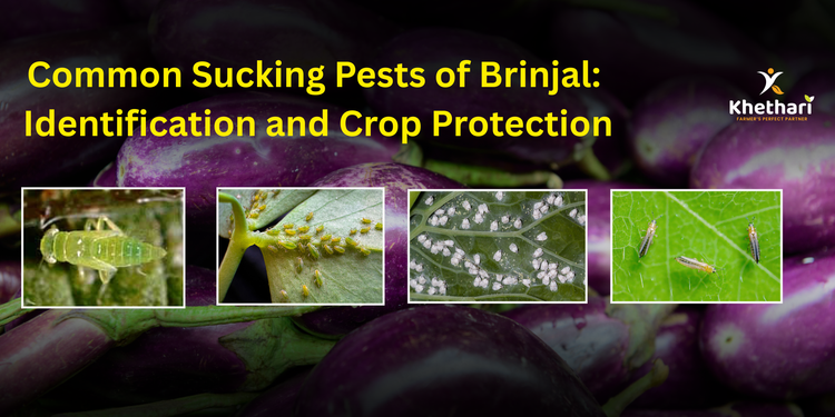 Sucking Pest Management in Brinjal: Improving Crop Growth, Yield and Quality