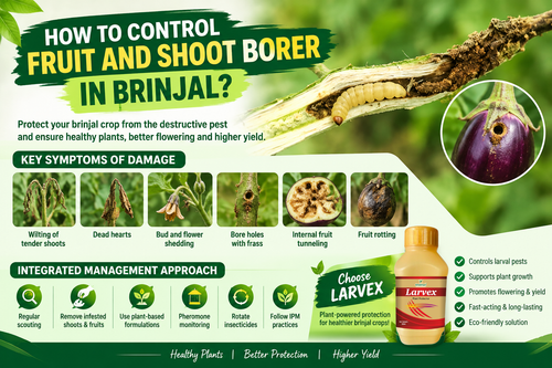 HOW TO CONTROL FRUIT AND SHOOT BORER IN BRINJAL?