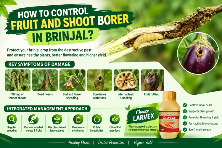 HOW TO CONTROL FRUIT AND SHOOT BORER IN BRINJAL?