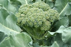 "Pest-Free Broccoli: Join the Boot Camp!"