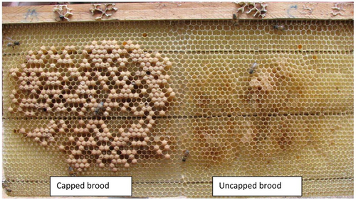 WHAT IS THE MEAN BY THE CAPPED BROOD AND UNCAPPED BROOD IN BEE KEEPING ??