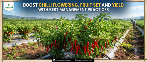 Boost Chilli Flowering, Fruit Set and Yield with Best Management Practices