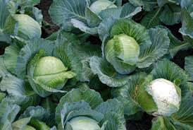 Cabbage Disease Prevention