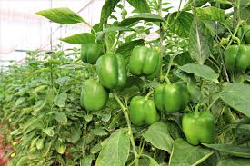 Pest Management in Capsicum