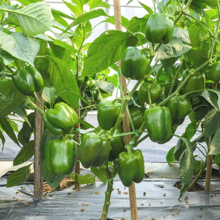 Capsicum