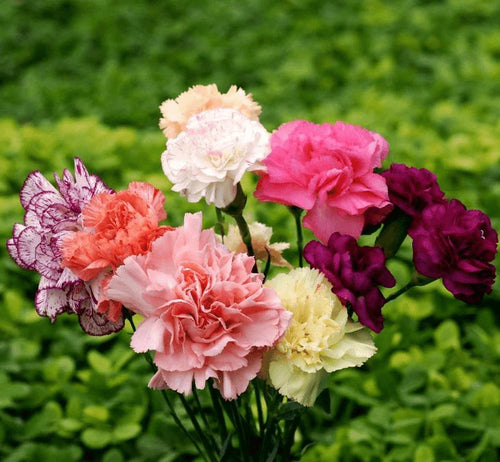Effective Pest Management in Carnation Cultivation