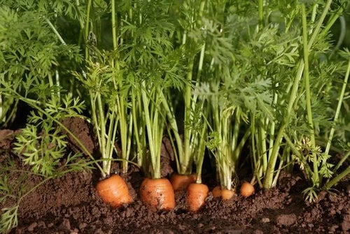 PEST MANAGEMENT IN CARROT