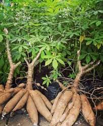 Disease management of Cassava