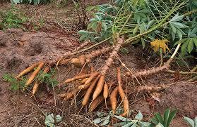 Pest management in Cassava