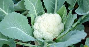Pest management in Cauliflower