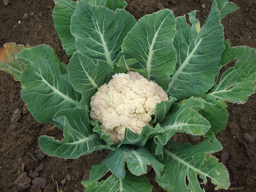 Diseases management of Cauliflower