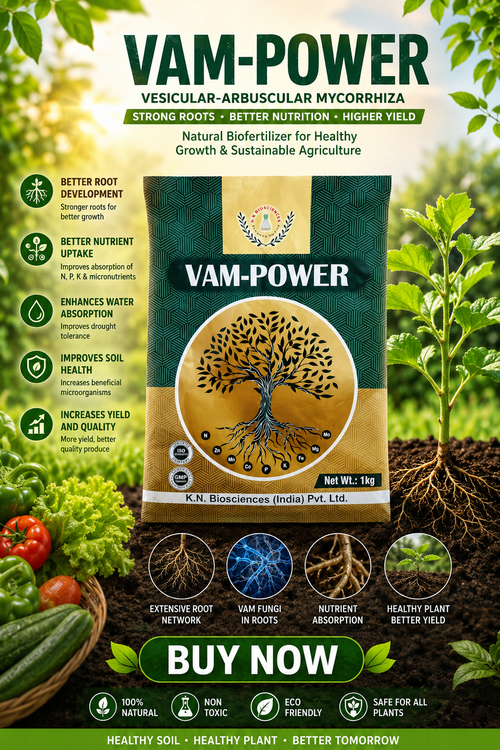 VAM Granules(Mycorrhiza+EM)/BEST BIOFERTILIZER/K N BIOSCIENCE-VAM GRANULES/KHETHARI AGRI TECH