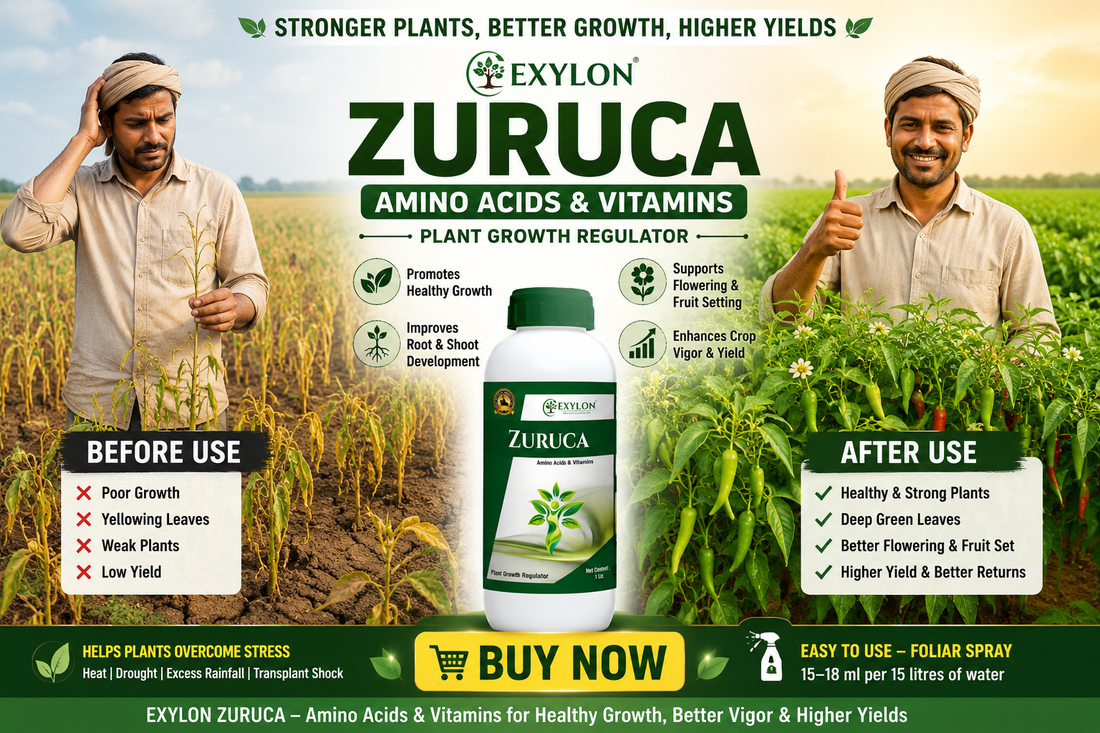 EXYLON ZURUCA - Amino Acids + Vitamins