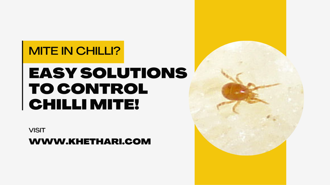 YELLOW SPIDER MITE IN CHILLI&nbsp;
