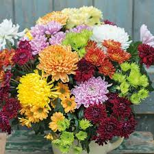 Disease management of Chrysanthemum