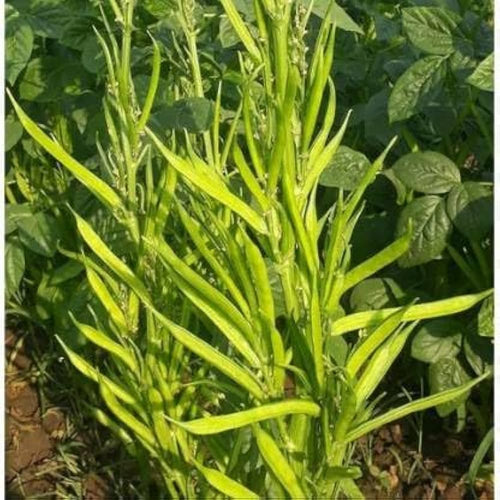 Disease management of Cluster bean