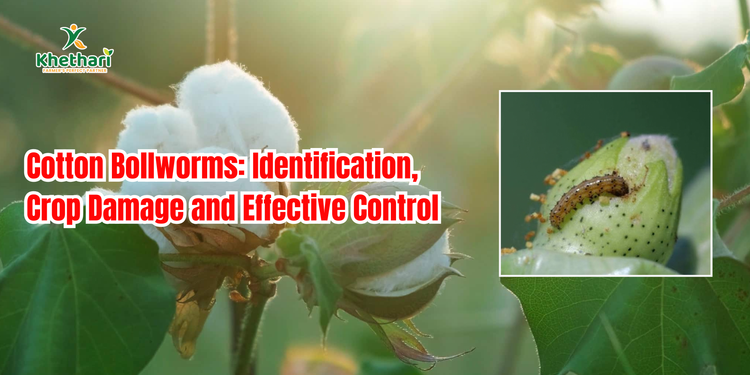 Cotton Bollworms: Identification, Crop Damage and Effective Control