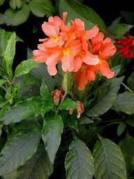 Effective Disease Management in Crossandra