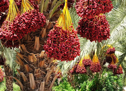 Disease Management in koro medjool Dates