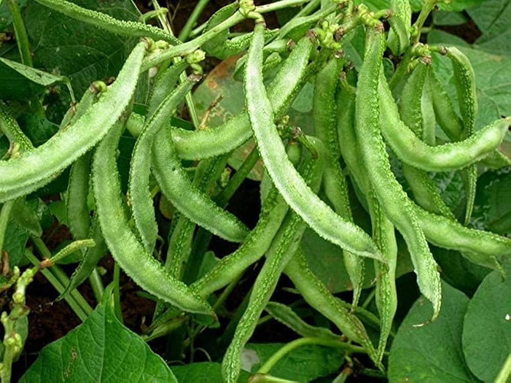 DISEASE MANAGEMENT IN DOLICHOUS BEANS