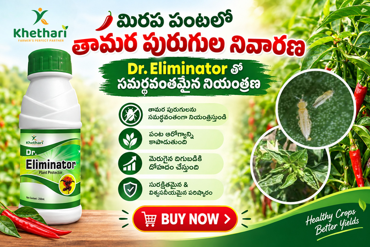 🌶️ మిరప పంటలో తామర పురుగుల నివారణ – Dr. Eliminator తో సమర్థవంతమైన నియంత్రణ