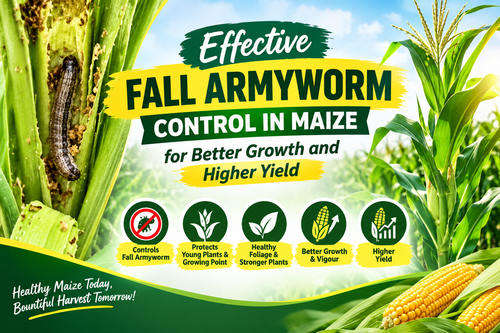 Effective Fall Armyworm Control in Maize for Better Growth and Higher Yield