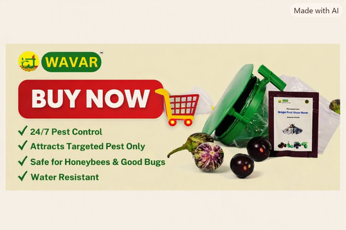 WAVAR-Funnel Trap with Brinjal Fruit  Shoot borer