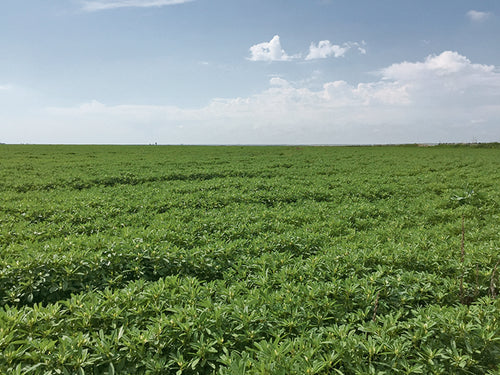 Organic Pest Control Strategies for Fenugreek