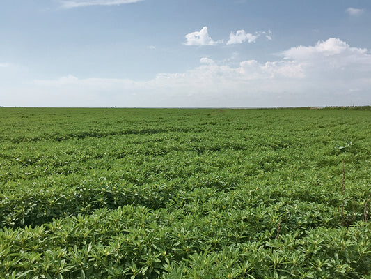 Fenugreek Field