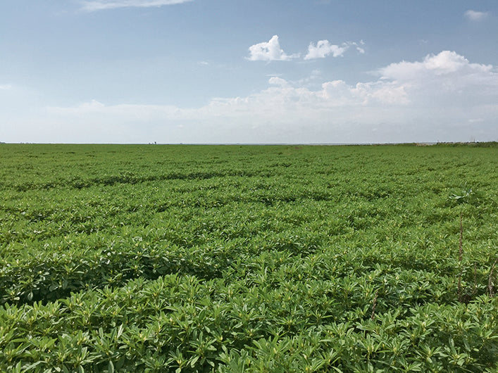 Fenugreek Field
