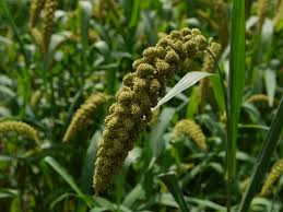 Disease Management in Foxtail Millet
