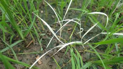 BEST MANAGEMENT FOR CONTROL OF GALL MIDGE IN PADDY