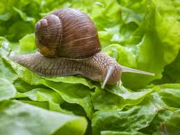 "Manage Garden Snails: A Simple Guide"