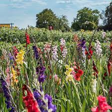Disease Management in Gladiolus