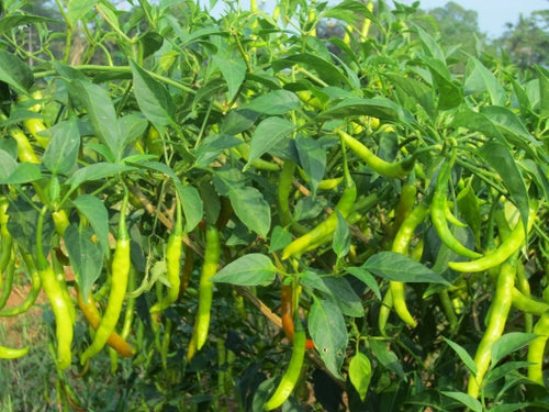 IPM Solutions for Chilli Farmers