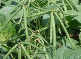 DISEASE MANAGEMENT IN GREEN GRAM