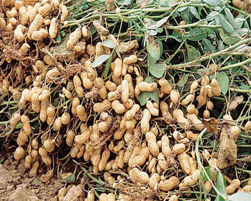 Disease management in groundnut