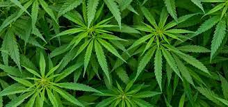 Hemp