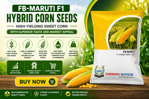 FB-MARUTI F1 Hybrid Corn Seeds – High-Yielding Sweet Corn with Superior Taste and Market Appeal