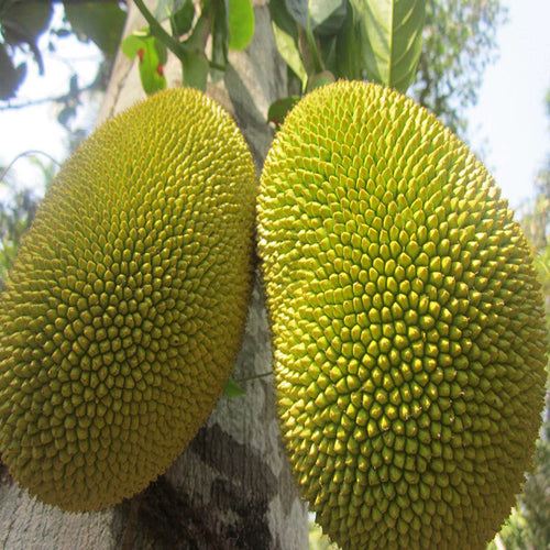 PEST MANAGEMENT IN JACKFRUIT