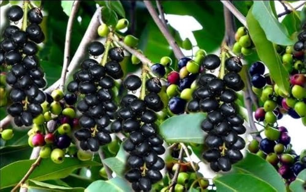 Effective Pest Management in Jamun Trees – Khethari