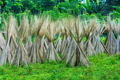 DISEASE MANAGEMENT IN JUTE