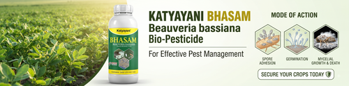 Katyayani Bhasam: Beauveria bassiana Bio-Pesticide for Effective Pest Management