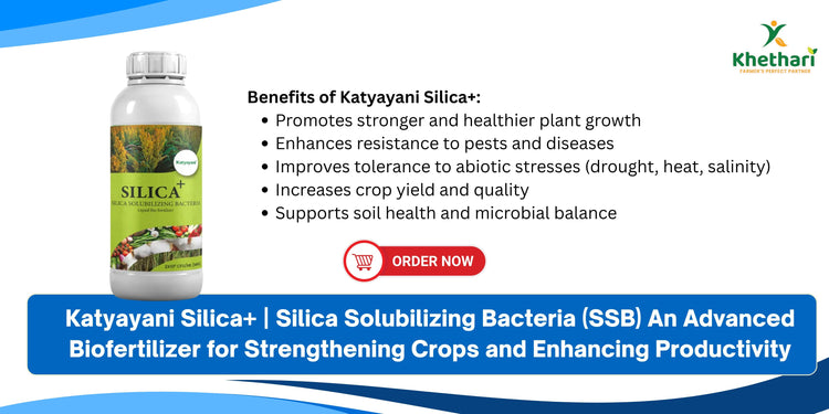 Katyayani Silica+ | Silica Solubilizing Bacteria (SSB) An Advanced Biofertilizer for Strengthening Crops and Enhancing Productivity