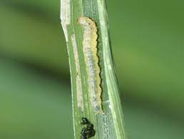 Rice Leaf Folder