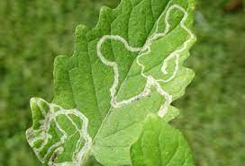 BEST MANAGEMENT OF LEAF MINER IN TOMATO