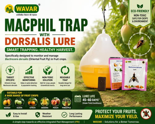 Macphil Trap with Dorsalis Lure