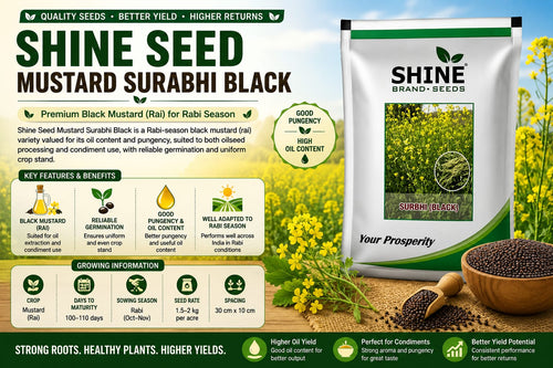 Shine Seed Mustard Surabhi Black – Quality Black Mustard for Rabi Cultivation